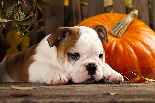 How much pumpkin for 60 lb dog sale